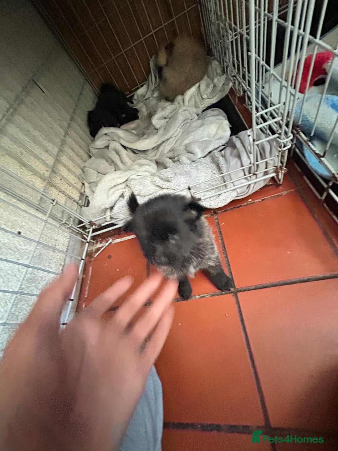 Mixed Breed dogs for sale: 4 puppies left  - Image 8
