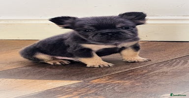 French Bulldog dogs - Advert 3