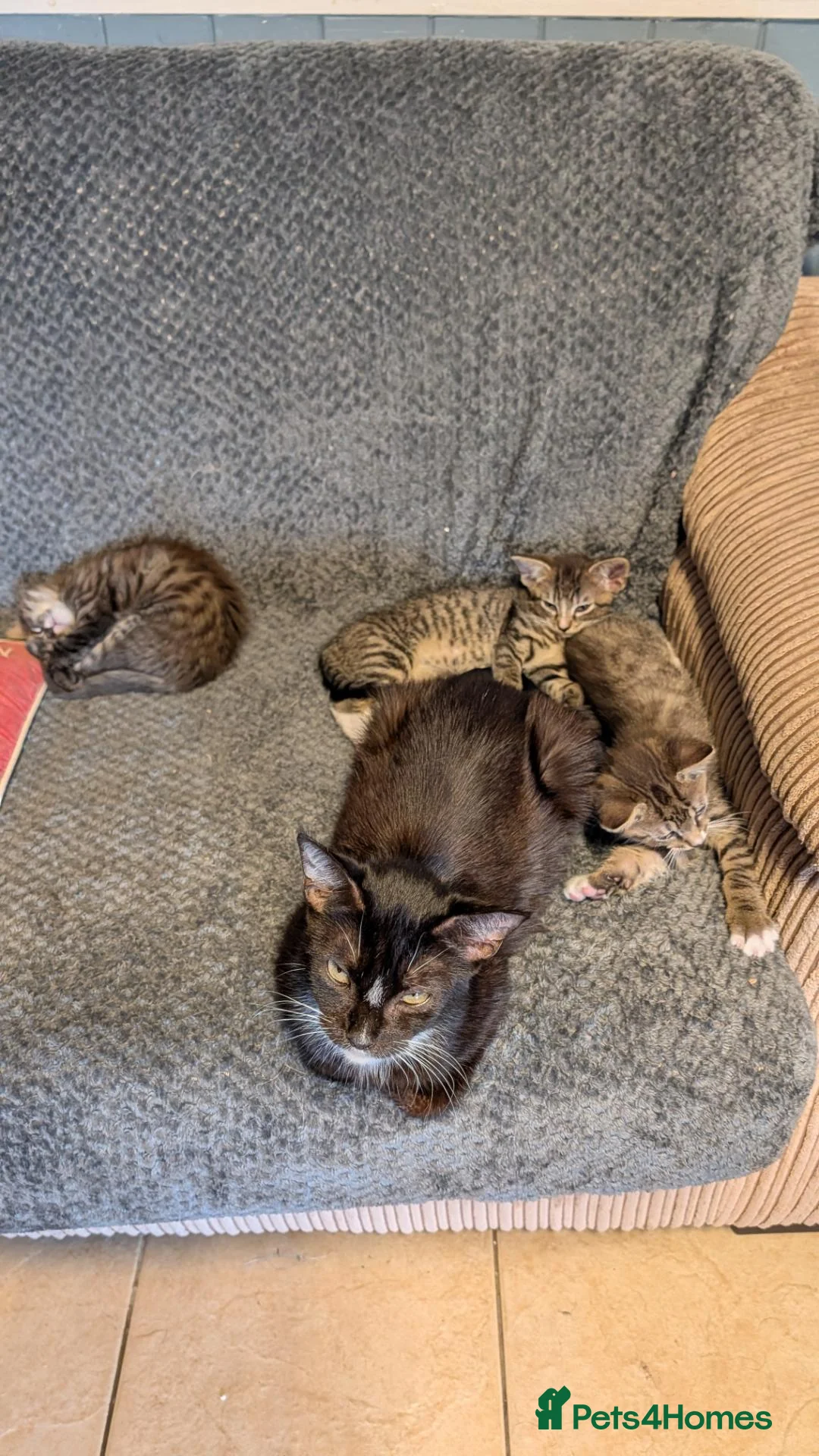 Mixed Breed cats for sale: Blood line Maine coon/ragdoll/Russian blue Tabby's - Advert 2