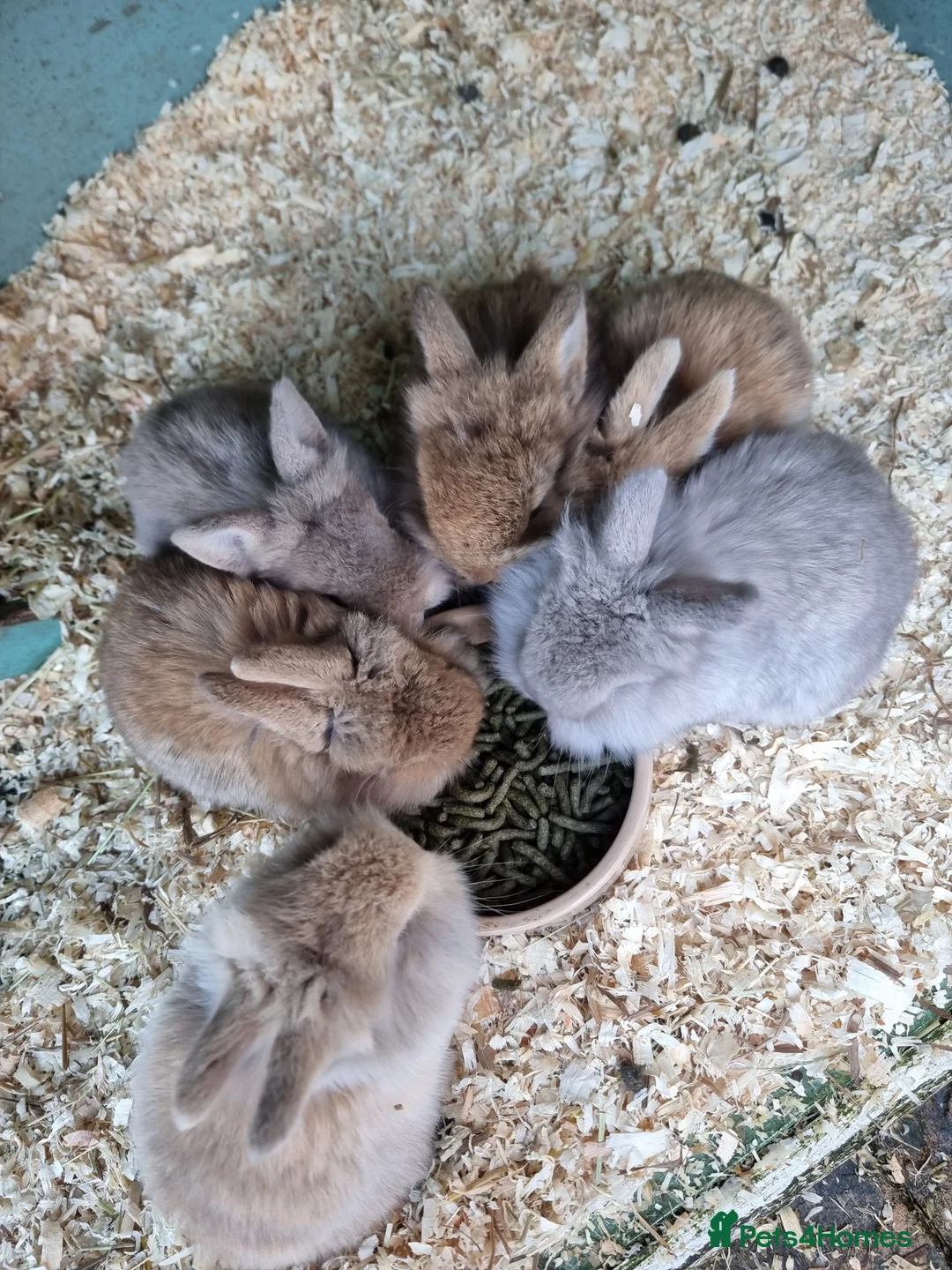 Mini Lion Lop rabbits for sale: Beautiful double maned lion lop babies  - Advert 1