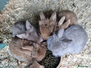 Mini Lion Lop rabbits Beautiful double maned lion lop babies - Advert 3