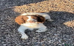 Sprocker dogs for sale: Beautiful litter of working type sprockers  - Image 15