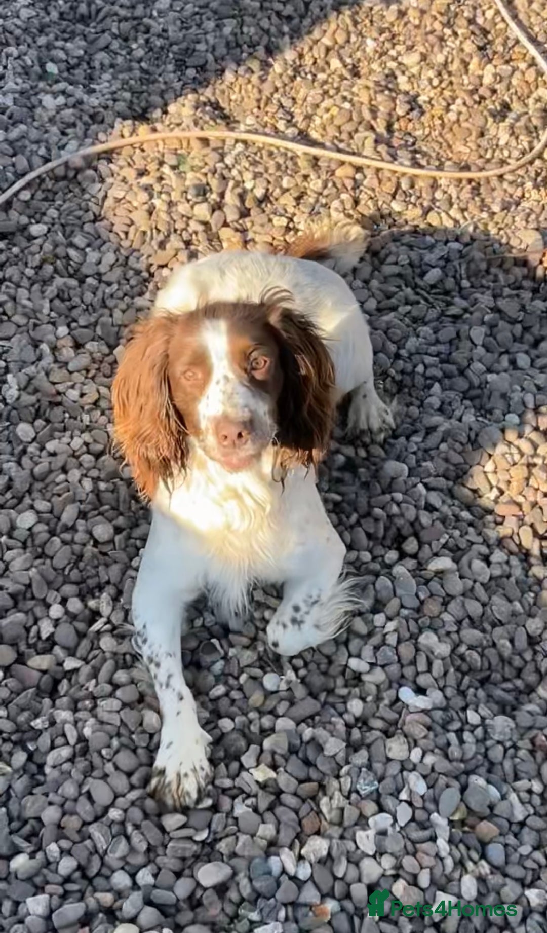 Sprocker dogs for sale: Beautiful litter of working type sprockers  - Image 15