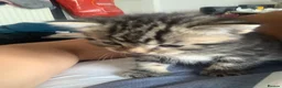 Mixed Breed cats for sale: Kittens looking for a lovable home.  - Advert 4
