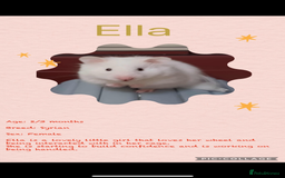 Hamster rodents for sale: Hamsters  - Image 13