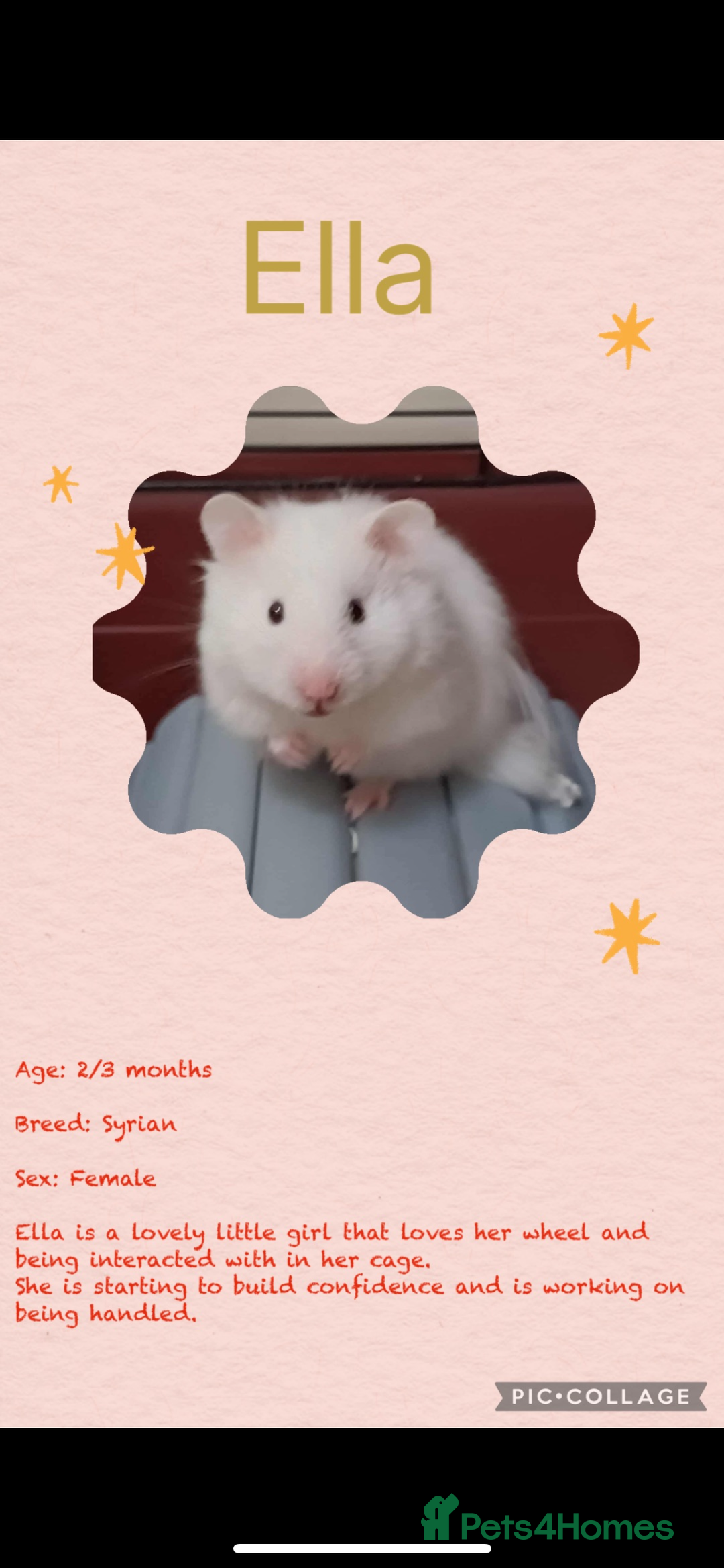 Hamster rodents for sale: Hamsters  - Image 13