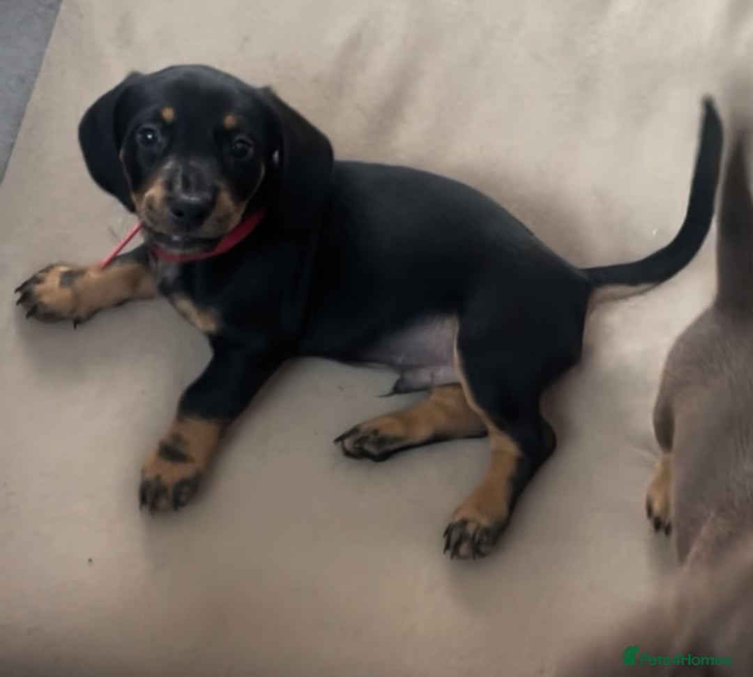 Miniature Dachshund dogs for sale: Ready for new homes Mini Dachshund  - Image 11