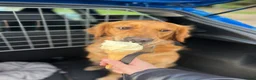 Golden Retriever dogs for sale: Beautiful litter working line golden retrievers in Sheffield - Advert 2