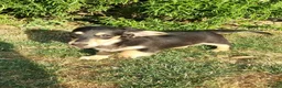Miniature Dachshund dogs for sale: Last Beautiful KC Reg.MiniatureLH Dachshund Puppy  - Advert 11