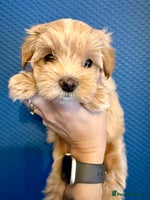 Maltipoo dogs Adorable F1B Maltipoos Ready for new 🏡 - Advert 11
