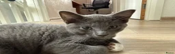 Russian Blue cats for sale: 10 weeks old beautiful Russian Blue kitten girl in Rugby - Advert 4