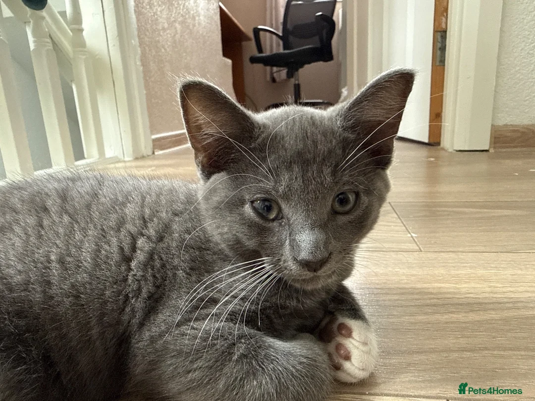Russian Blue cats for sale: 10 weeks old beautiful Russian Blue kitten girl in Rugby - Advert 4