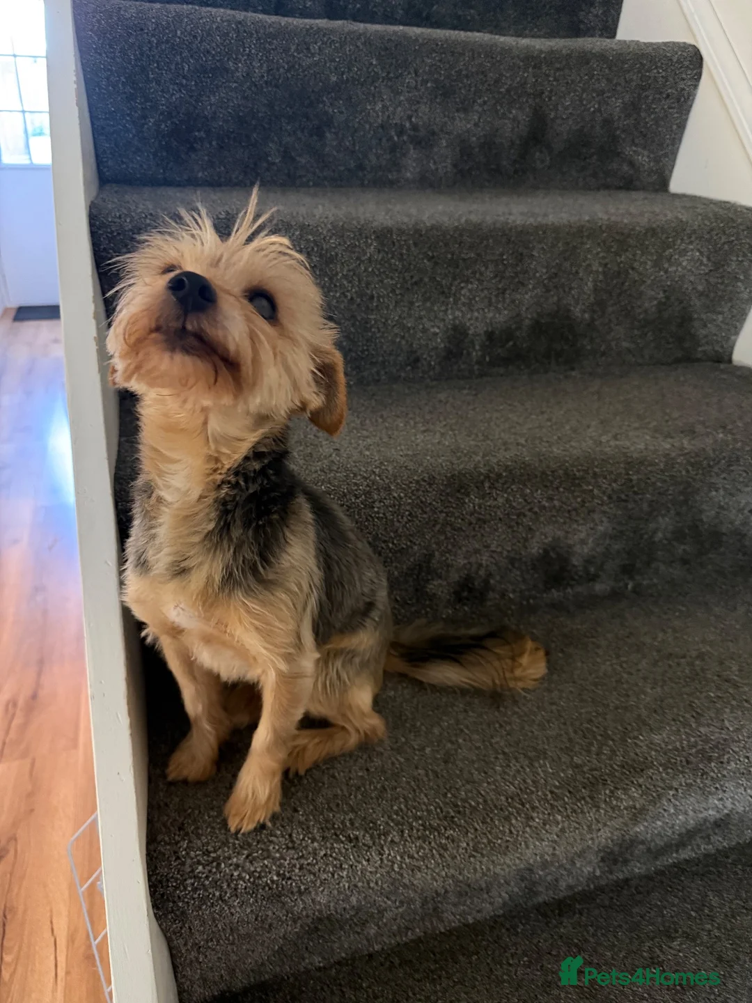 Yorkshire Terrier dogs for sale: 🌼 YORKSHIRE TERRIER GIRL FOR SALE 🌼  in Doncaster - Advert 7