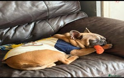 French Bulldog dogs for sale: Hatchie! 10 months PLEASE READ FULL DESCRIPTION - Image 2