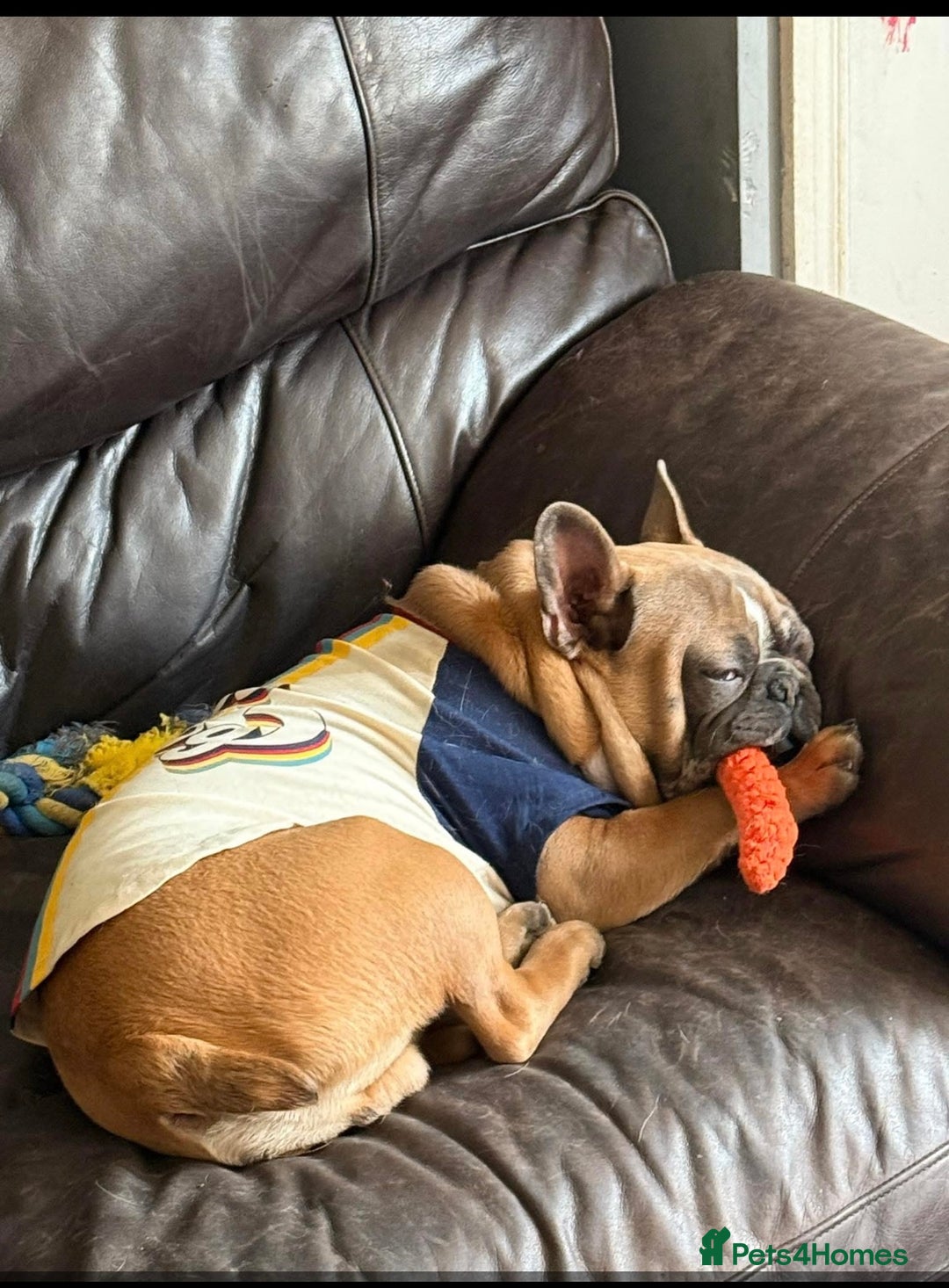 French Bulldog dogs for sale: Hatchie! 10 months PLEASE READ FULL DESCRIPTION - Image 2