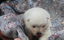 Samoyed dogs for sale: Samoyed puppies - fluff and joy - Image 15