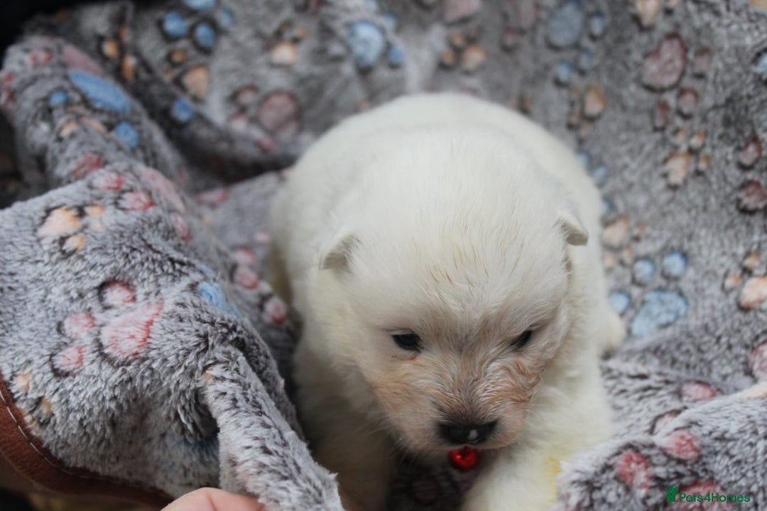 Samoyed dogs for sale: Samoyed puppies - fluff and joy - Image 15