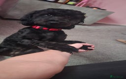 Cockapoo dogs for sale: Molly F1 cockapoo 💝 - Advert 10