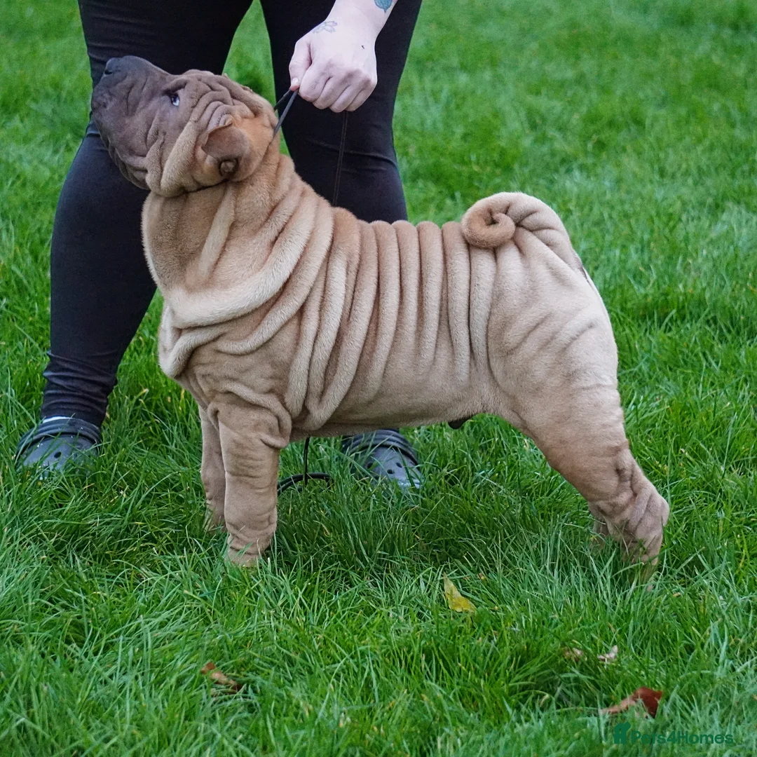 Shar Pei dogs for stud: Champion Shar Pei Stud in Doncaster - Advert 11