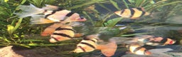 Other/Mixed Breed fish for sale: Mixed Tropical fish Molly/Blue Texas/Tiger barbs - Advert 16