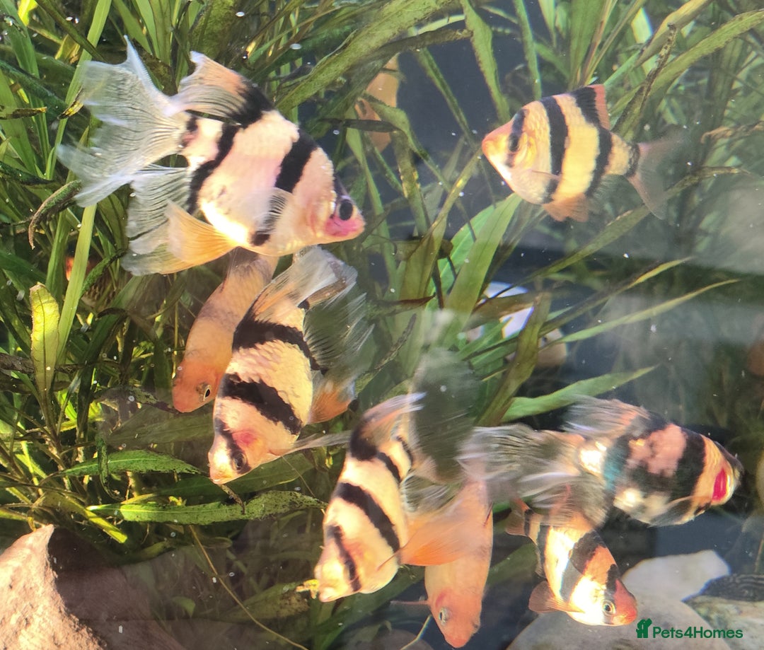 Other/Mixed Breed fish for sale: Mixed Tropical fish Molly/Blue Texas/Tiger barbs - Advert 16