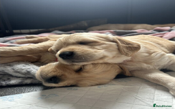 Golden Retriever dogs for sale: Golden Retriever Puppies 5 Generation Pedigree.. - Image 9