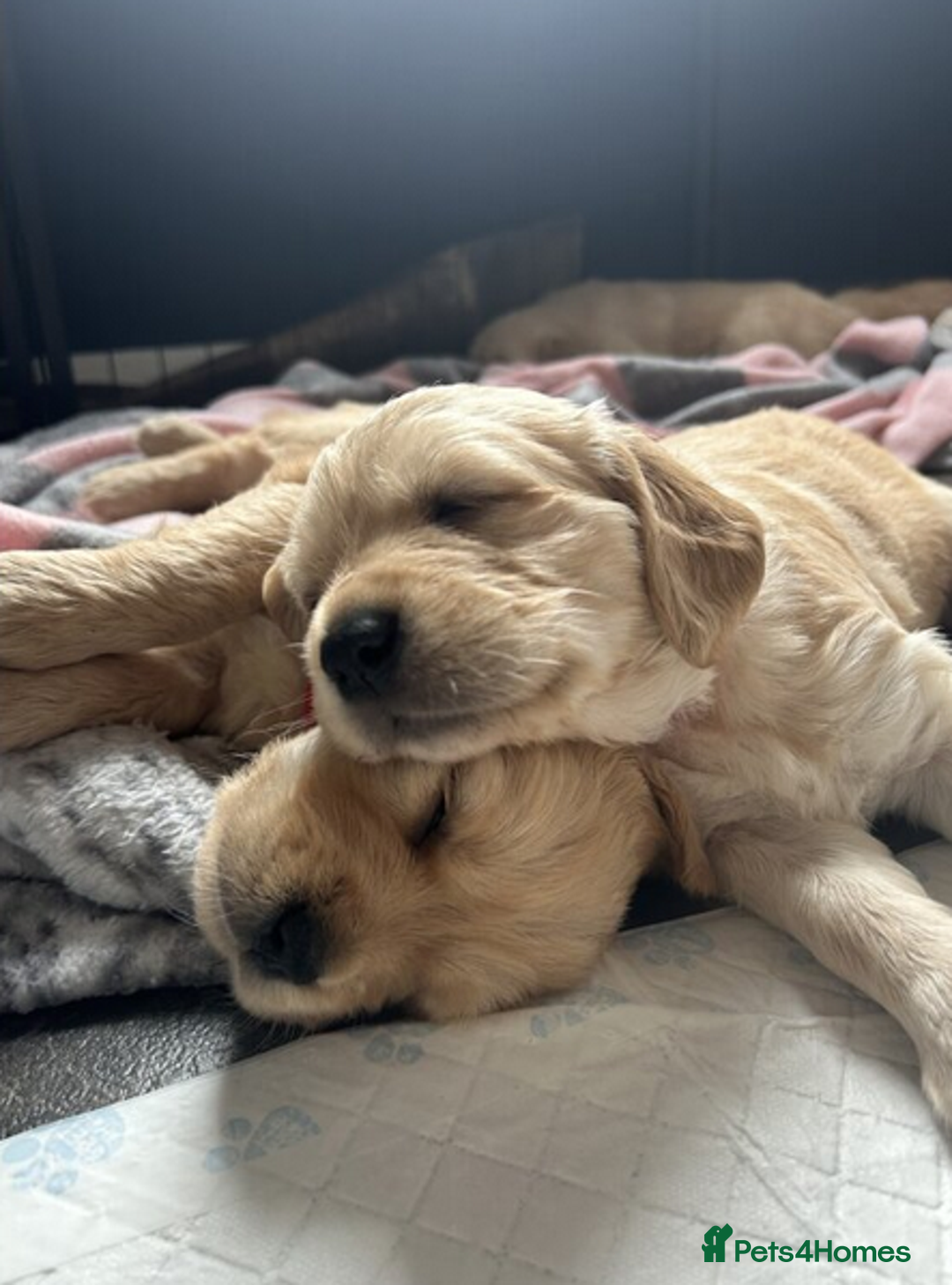 Golden Retriever dogs for sale: Golden Retriever Puppies 5 Generation Pedigree.. - Image 9