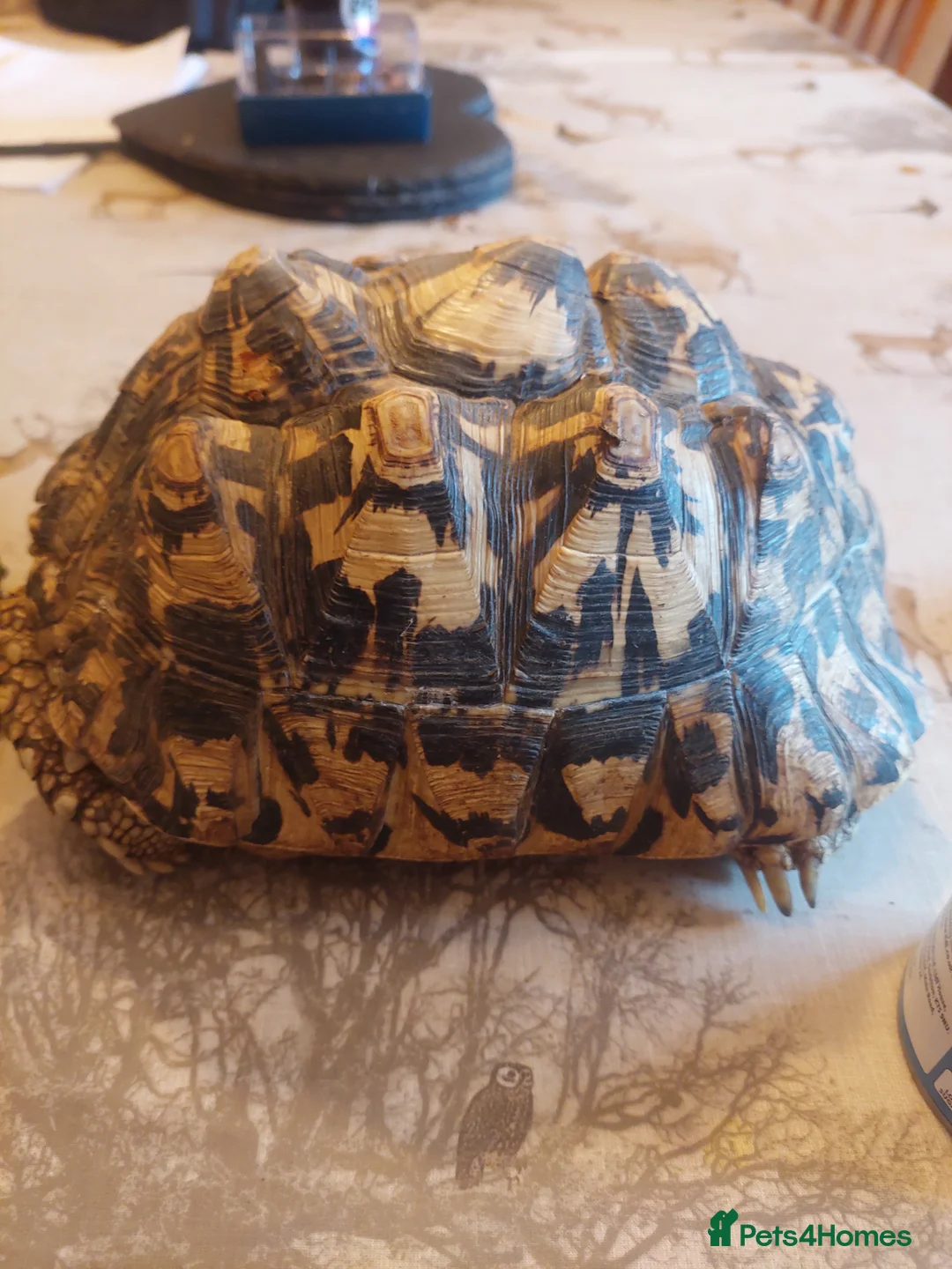 Tortoise reptiles for sale: Large Leopard Female - Advert 4
