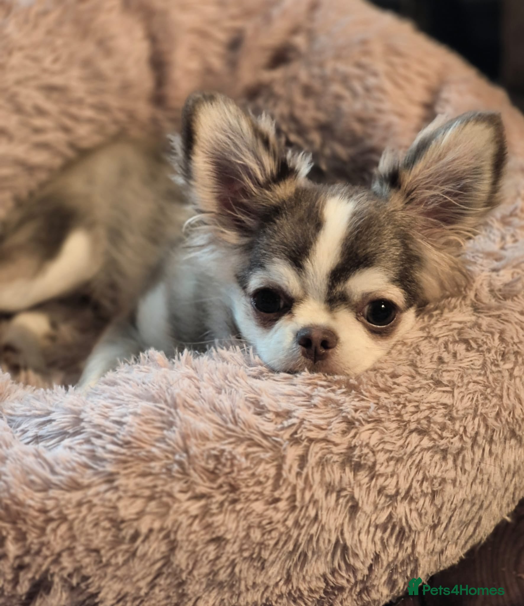 Chihuahua dogs Rare Chocolate/White Husky Marked Chihuahua - Advert 1