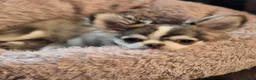 Chihuahua dogs for sale: Beautiful Chocolate/White Husky Marked Chihuahua - Advert 3