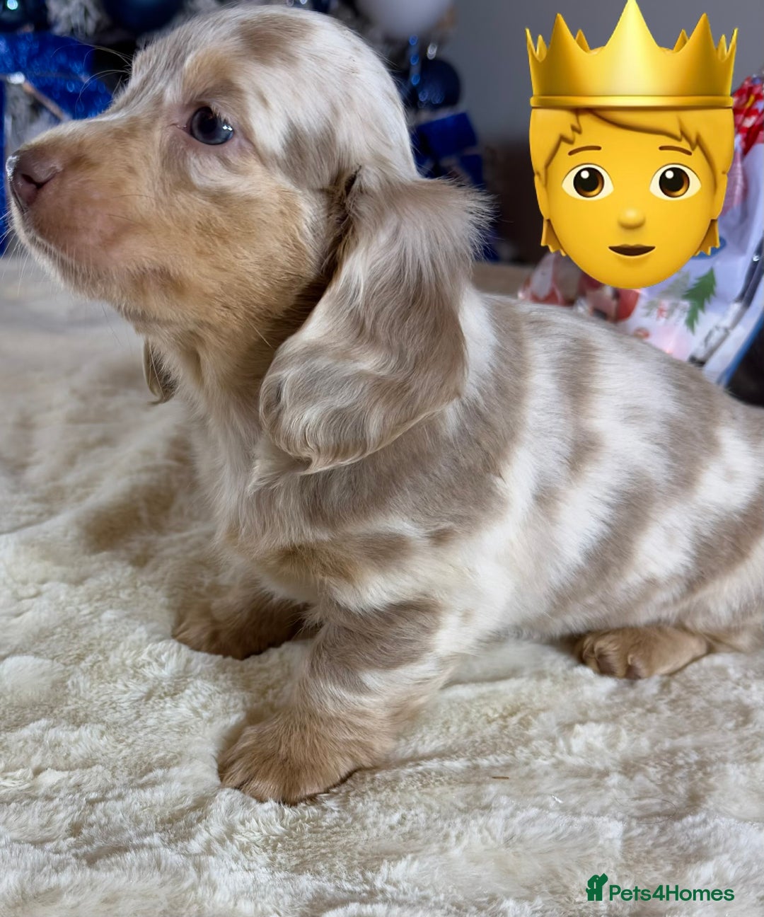 Miniature Dachshund dogs for sale: Dachshund miniature long hair - Advert 8