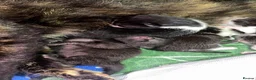 American Shorthair cats for sale: Beautiful kittens - Advert 5