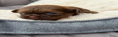 Shih Tzu 2