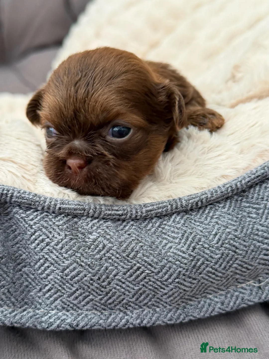 Shih Tzu dogs for sale: Shihtzu babies - Advert 15
