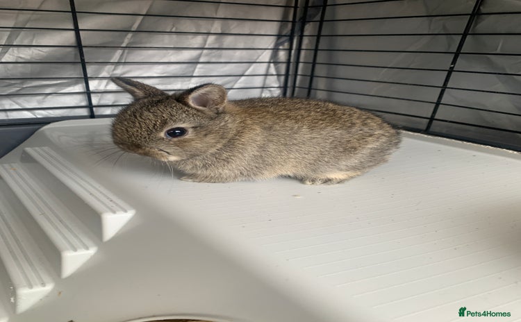 Netherland Dwarf rabbits - Advert 19