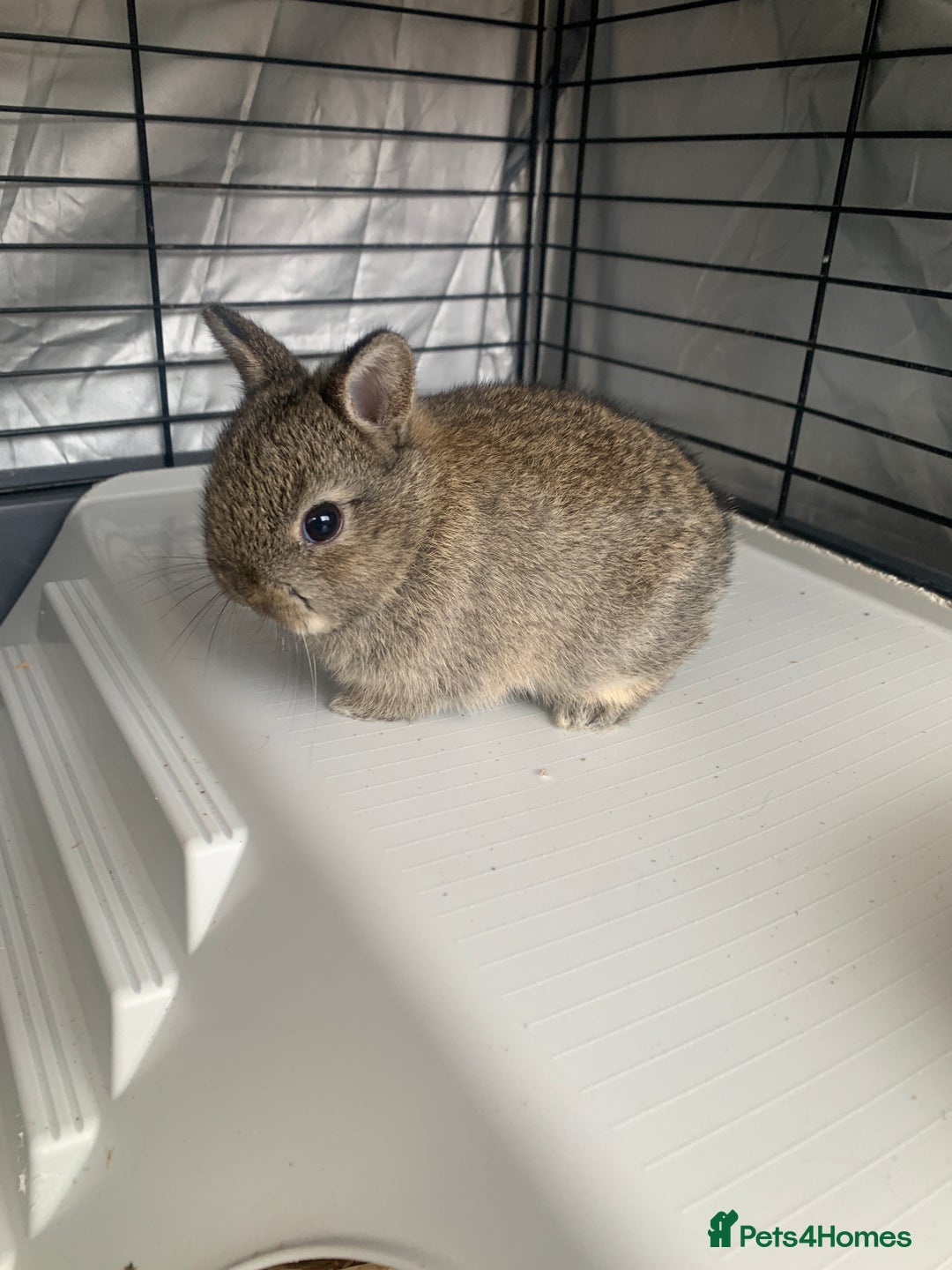 Netherland Dwarf rabbits for sale: Gorgeous Netherland Dwarf Rabbits - 3 left 🐰 - Image 1
