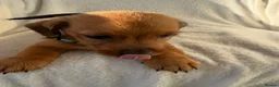 Mixed Breed dogs for sale:  Dameranian puppies for sale  - Advert 5
