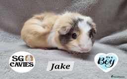 Guinea Pig rodents for sale: Stunning baby guinea pigs available  - Image 15