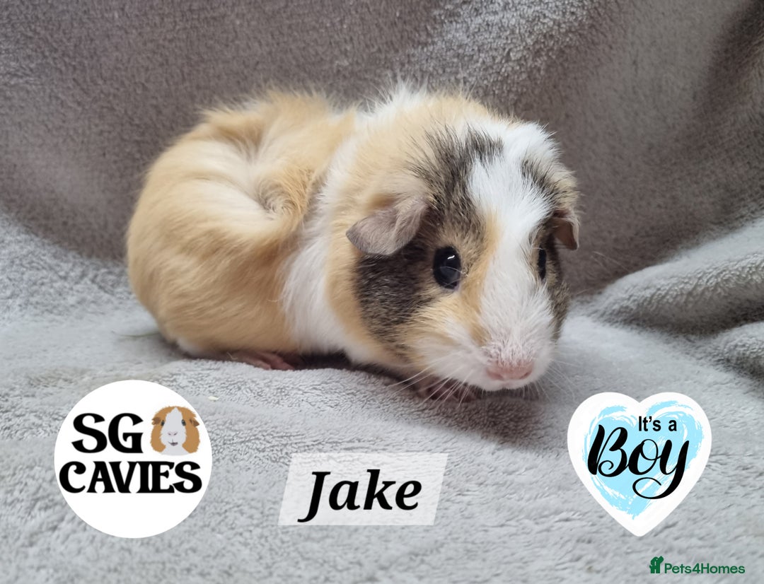 Guinea Pig rodents for sale: Stunning baby guinea pigs available  - Image 15