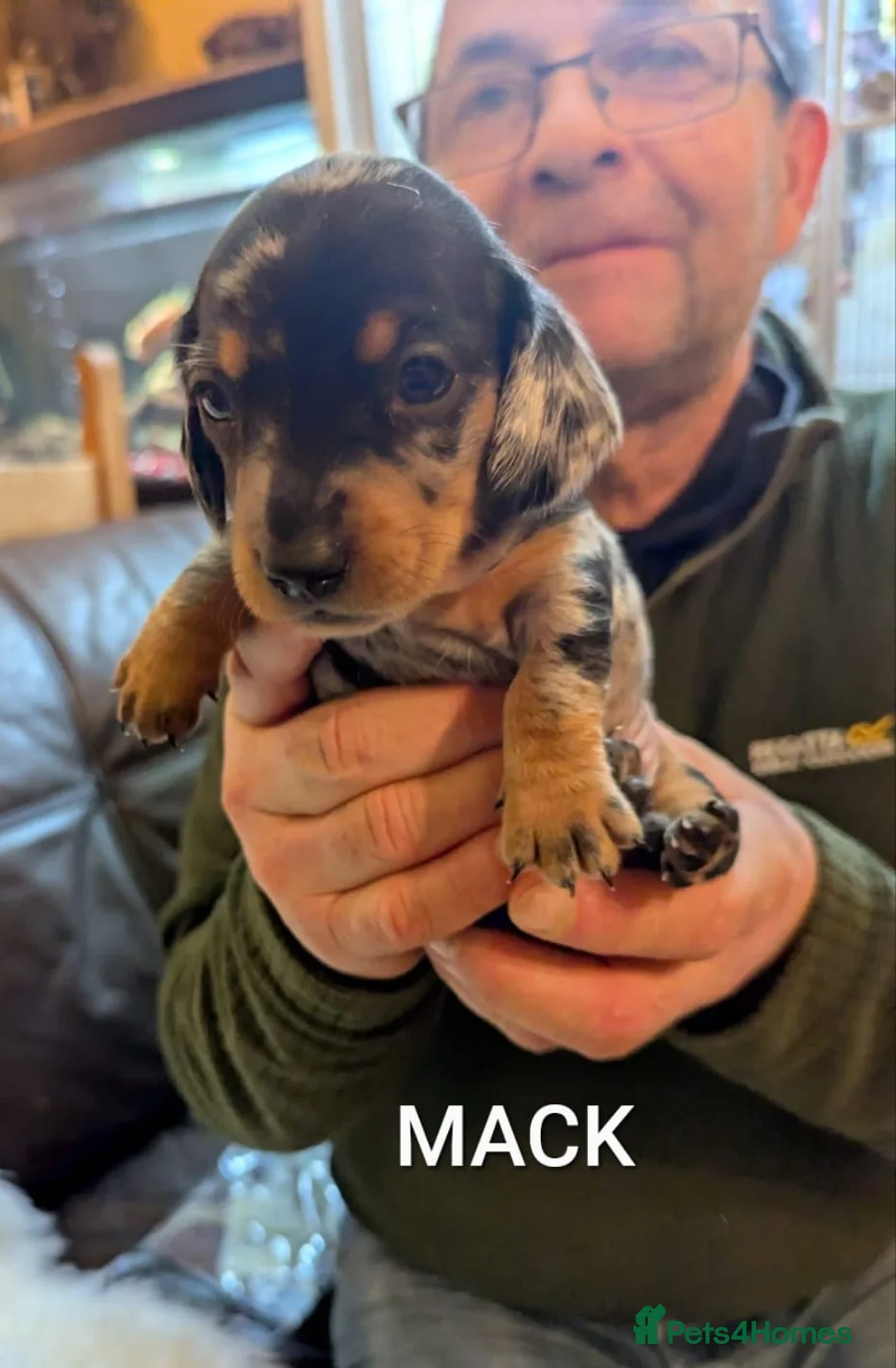 Miniature Dachshund dogs for sale: KC Reg Mini Dachshund Puppies –Loving Homes Only!  - Advert 18