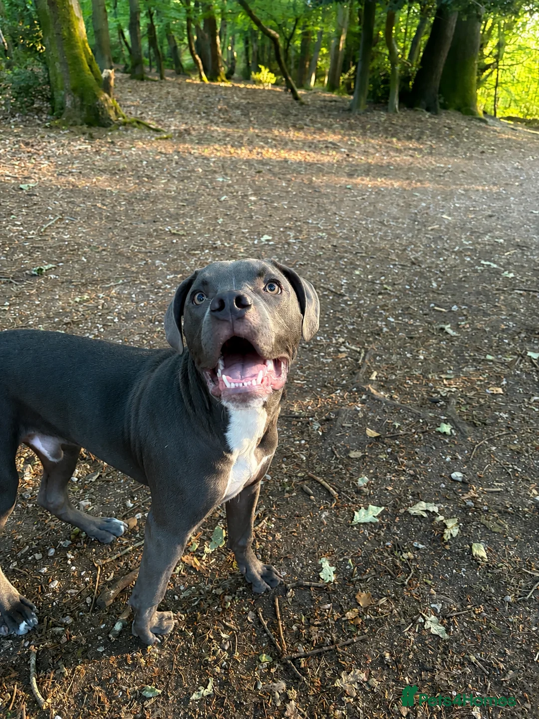 Mixed Breed dogs for sale: Staff Mix American Bulldog - Advert 2