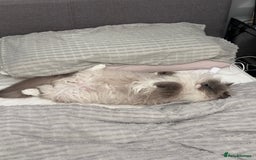 Ragdoll cats for sale: 3 Year Old Beautiful Female Ragdoll  - Image 4