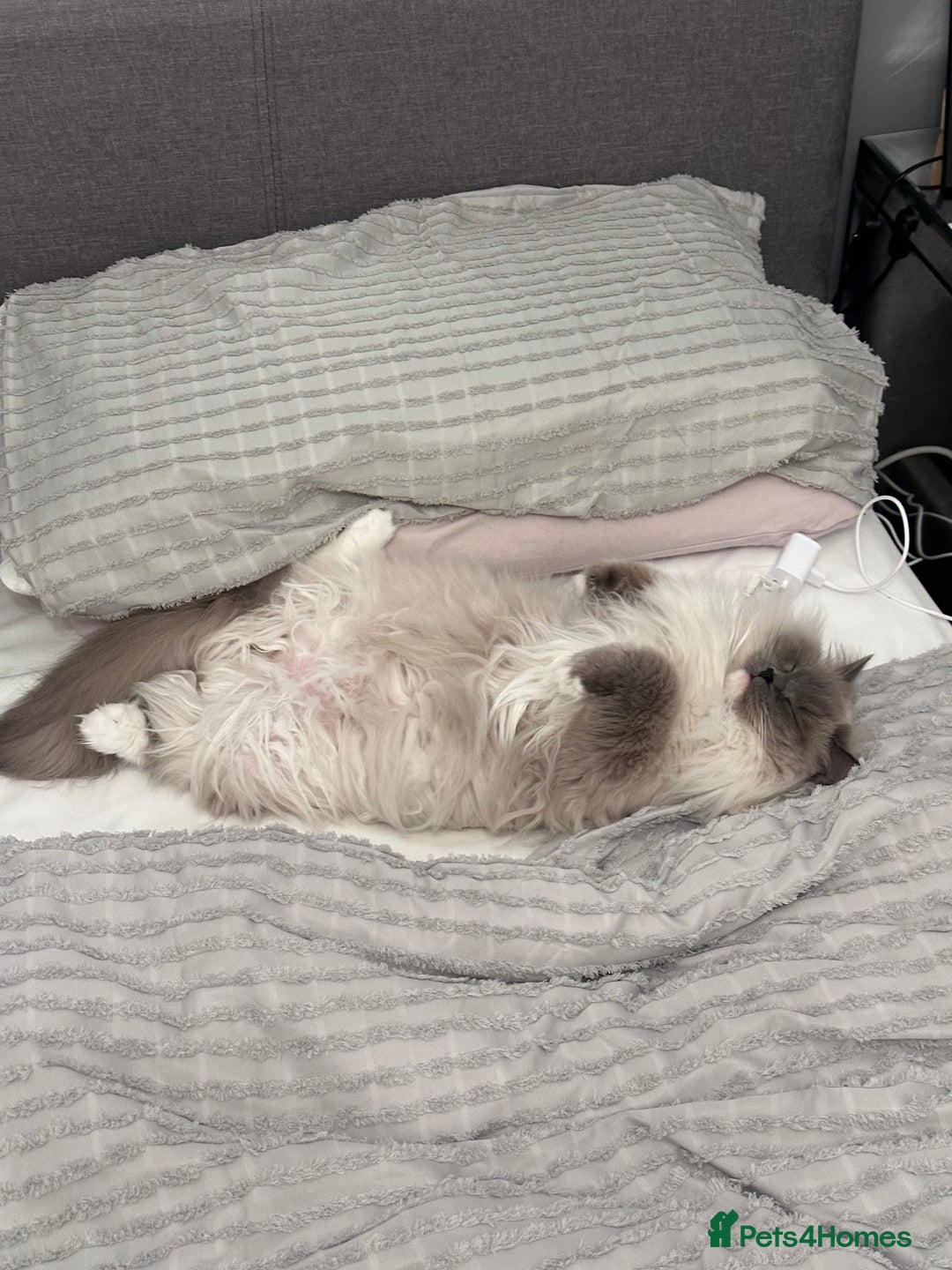 Ragdoll cats for sale: 3 Year Old Beautiful Female Ragdoll  - Image 4