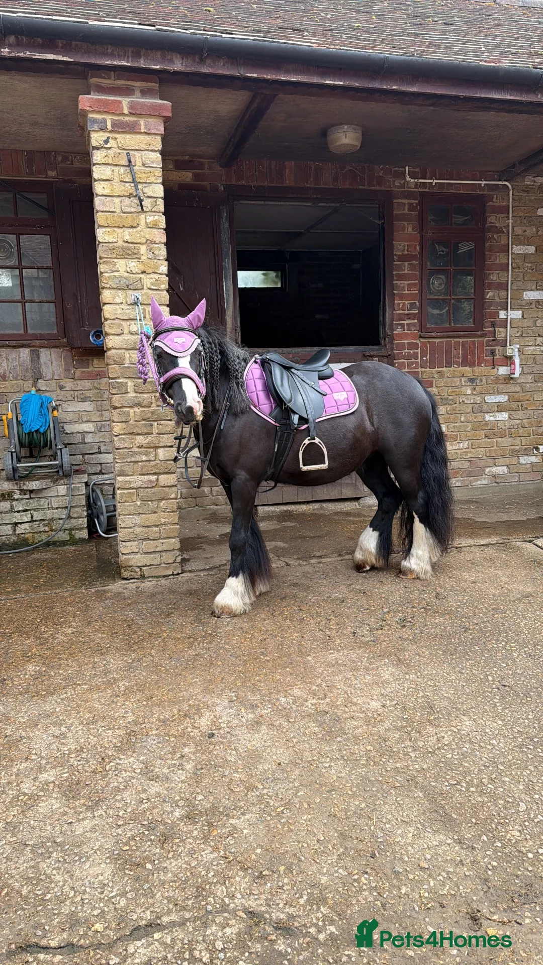 Irish Cob horses for sale: Much loved pony  - Advert 1