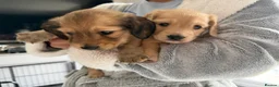 Miniature Dachshund dogs for sale: Exceptional KC Registered Miniature Dachshunds  - Advert 6