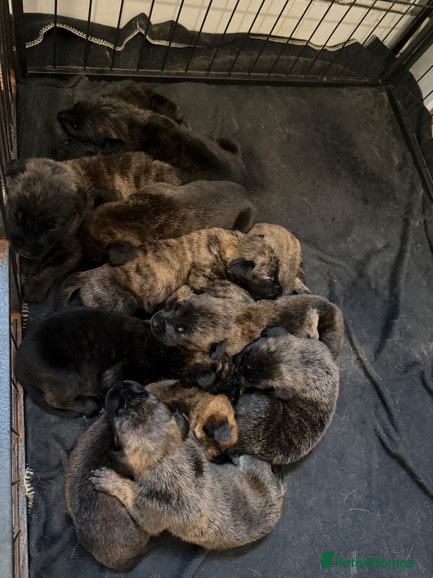 Mixed Breed dogs 11 Belgian Malimois / cane corse puppies for sale - Advert 11