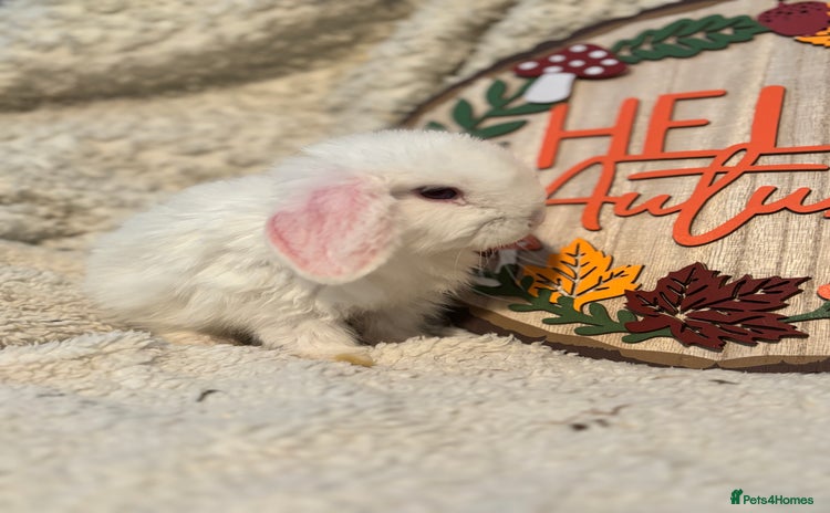 Mini Lop rabbits - Advert 16