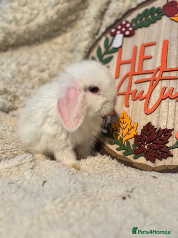 Mini Lop rabbits - Advert 2
