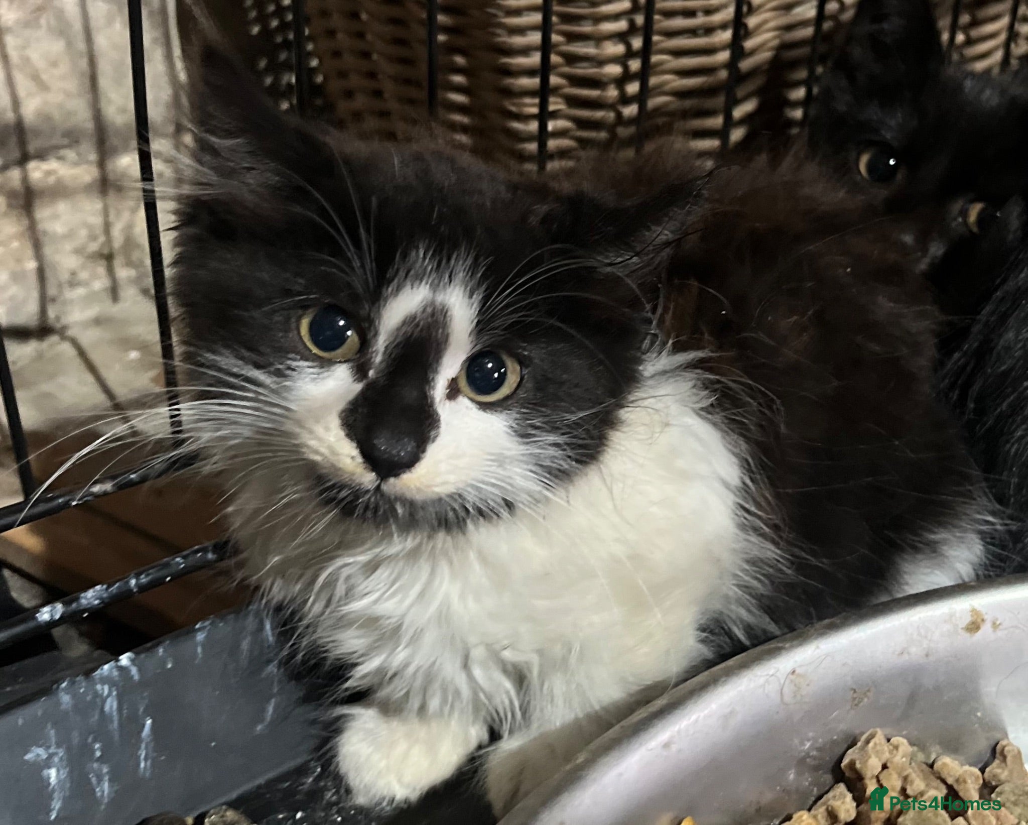Domestic Shorthair cats Farm kittens for sale  - Advert 2