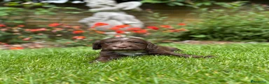 Cocker Spaniel Puppy 2